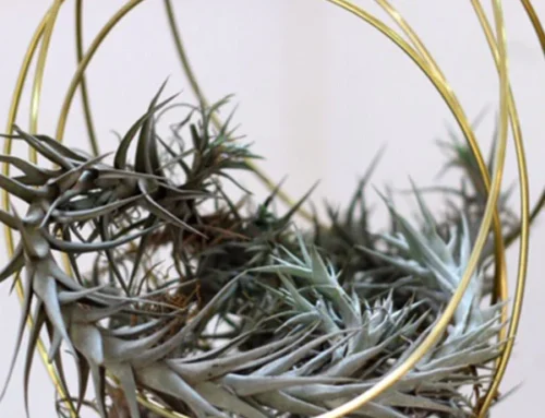 Solid Air Plant Hanger
