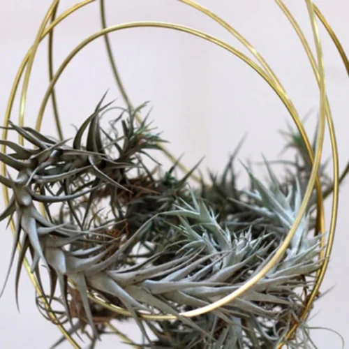 Solid Air Plant Holder